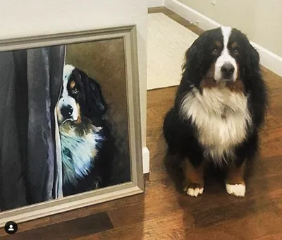 Framed portrait of Conway beside the Bernese mountain dog